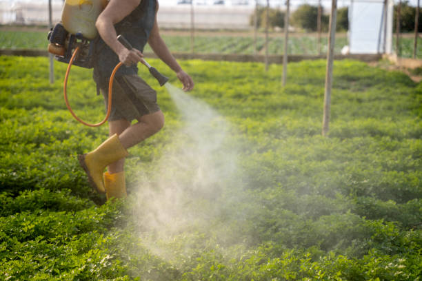Best Wasp Removal Services  in Durant, OK