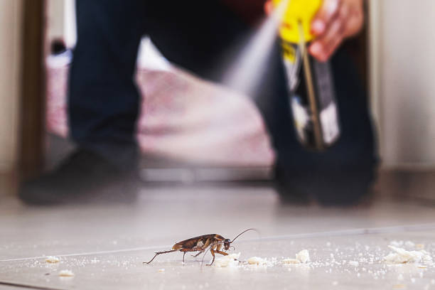 Flea Control Services in Durant, OK
